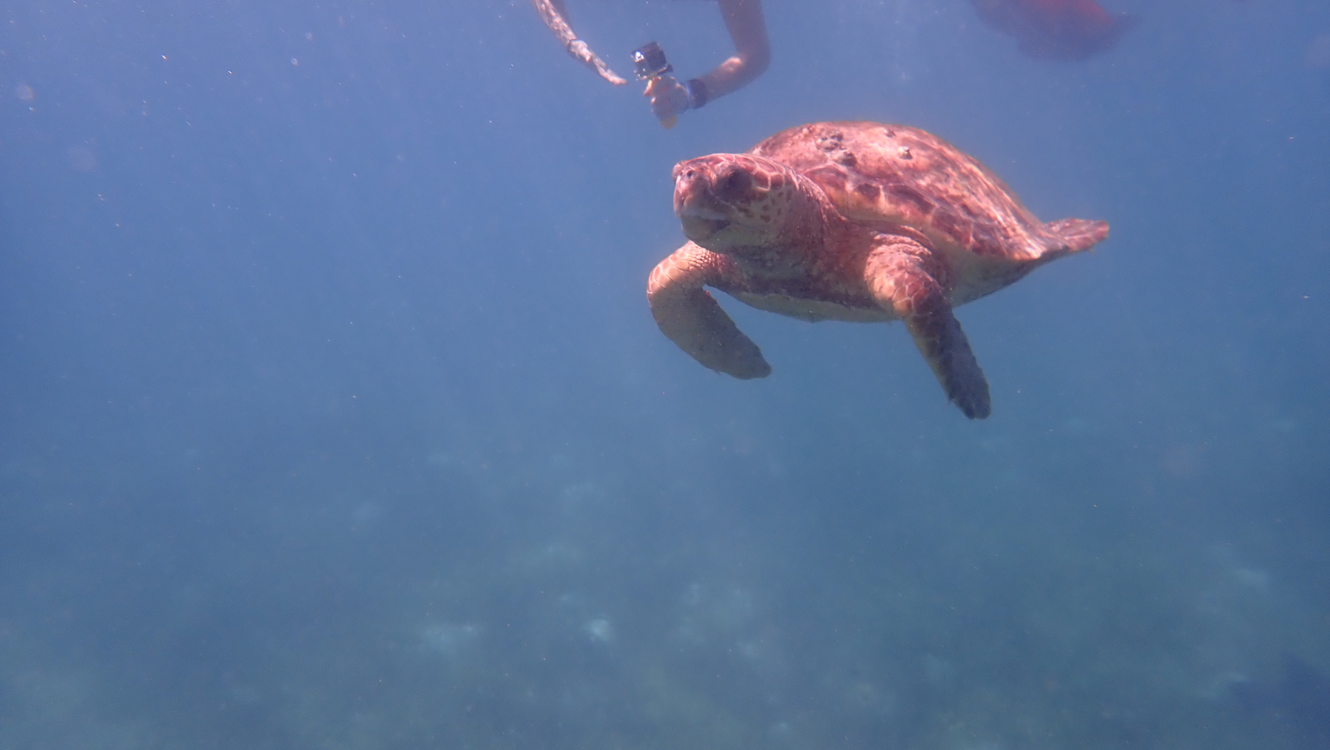 Sea Turtle in Silk Caye - Belize