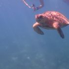 Sea Turtle in Silk Caye - Belize