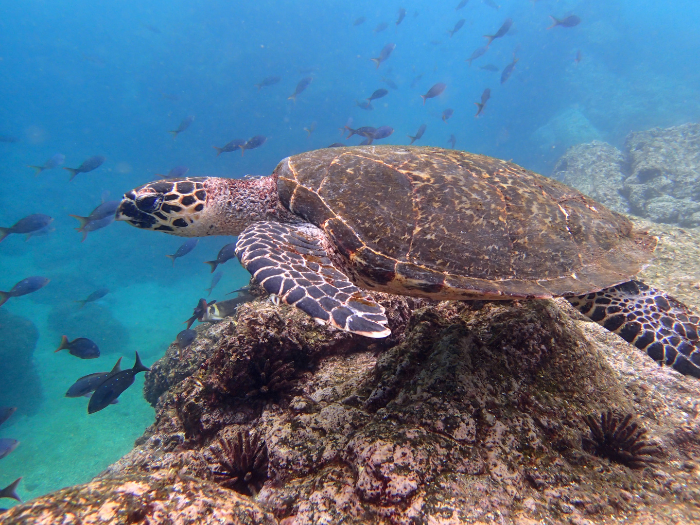 Sea turtle, santiago island