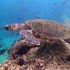 Sea turtle, santiago island