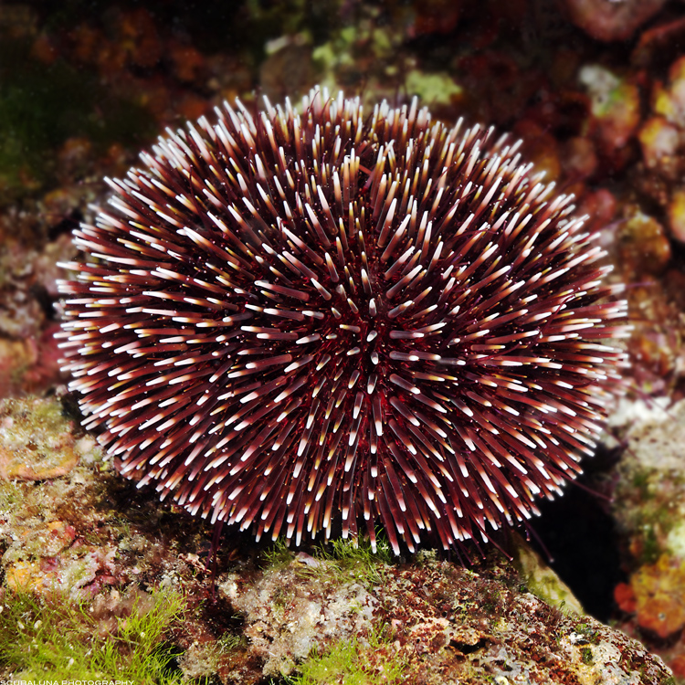 sea urchin