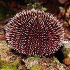 sea urchin