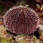 sea urchin