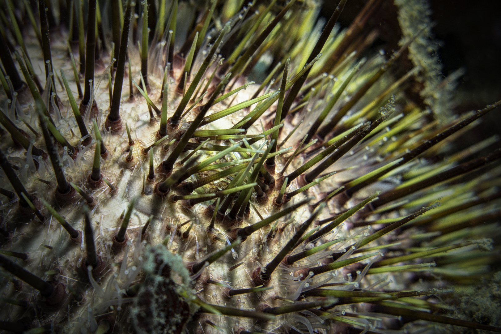 Sea Urchin