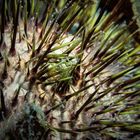 Sea Urchin