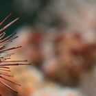 Sea Urchin - Seeigel