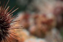 Sea Urchin - Seeigel