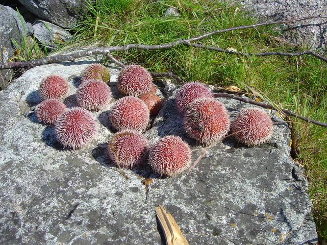 Sea urchins