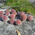 Sea urchins