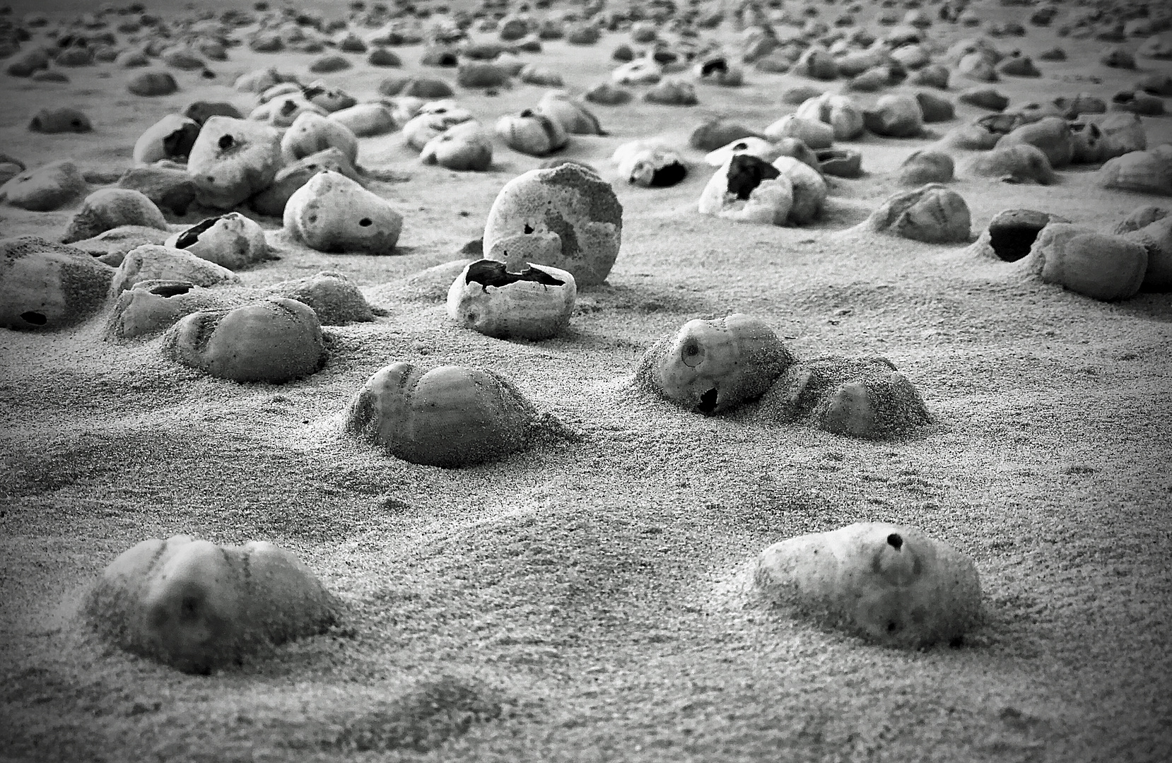 sea urchins