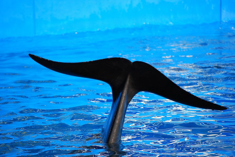 Sea World 2