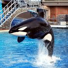 Sea World 3