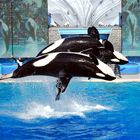 Sea World 4