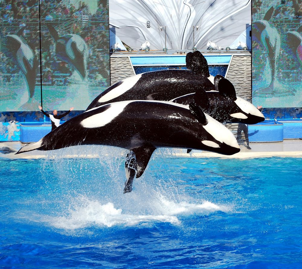 Sea World 4