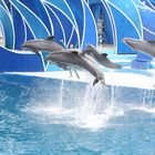 Sea World / Delphin Show