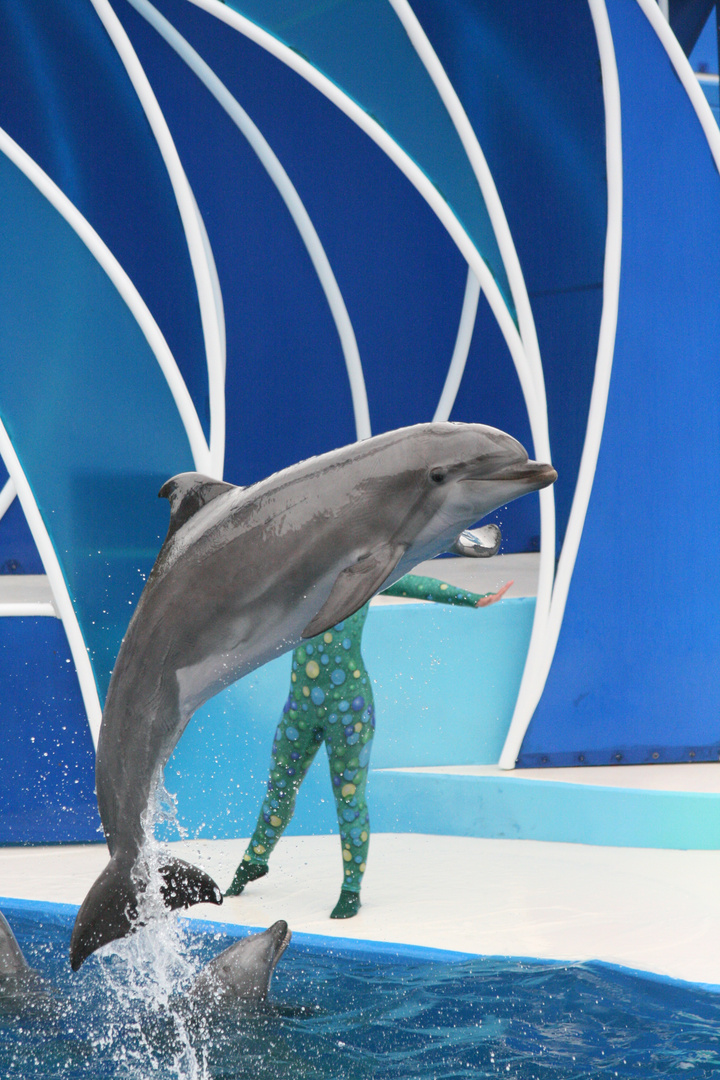 Sea World / Dolphin Show