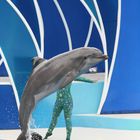 Sea World / Dolphin Show