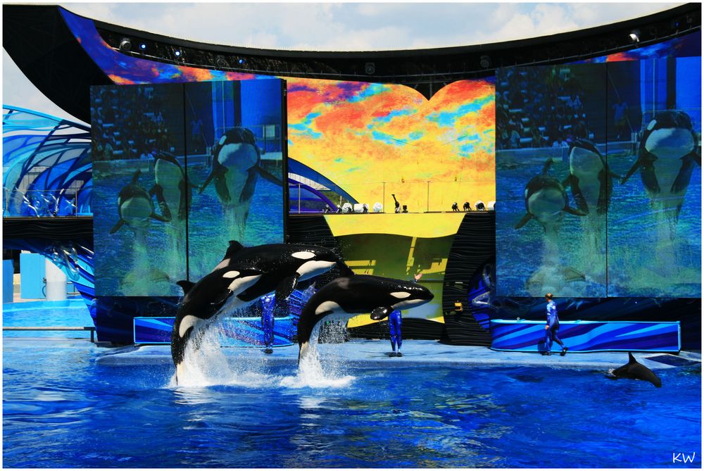 Sea World