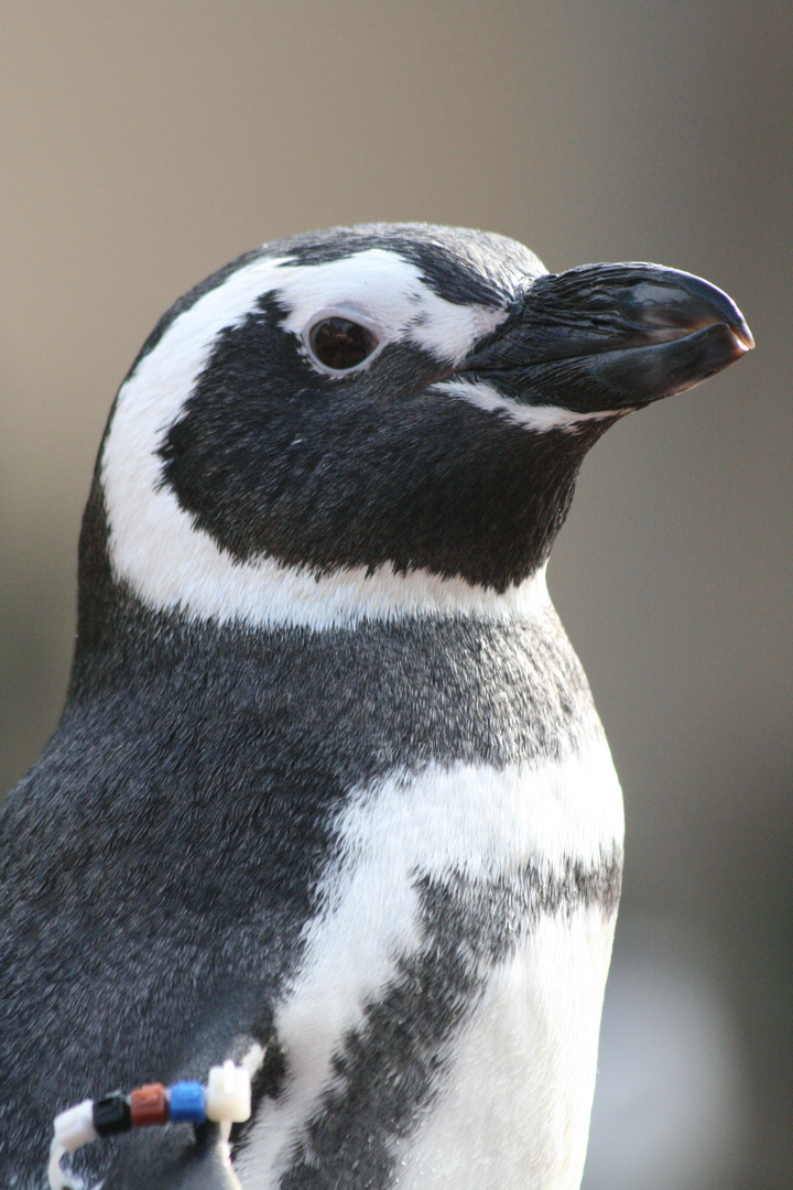 Sea World Pinguin