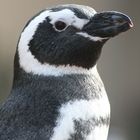Sea World Pinguin