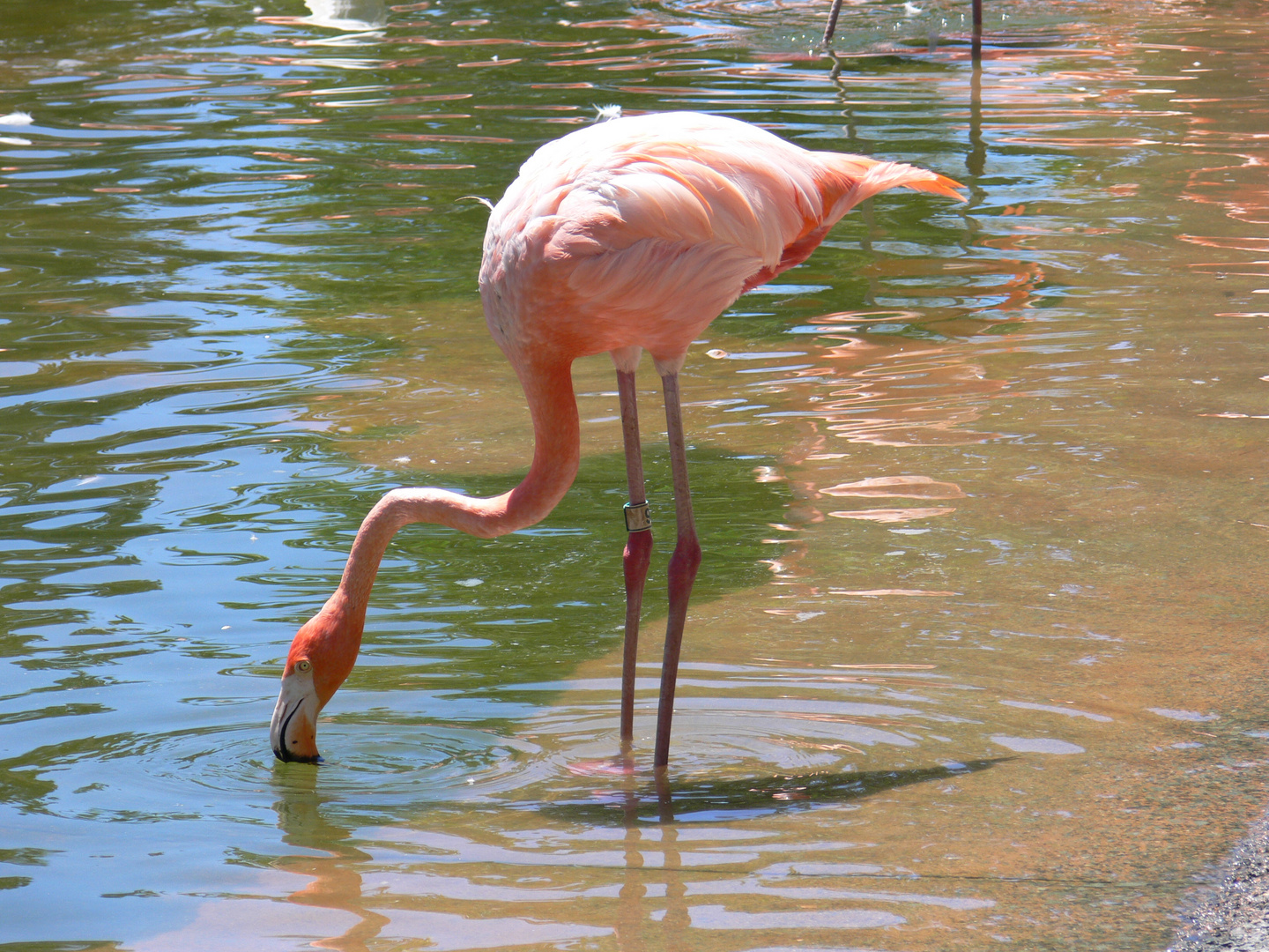 Sea World - San Diego