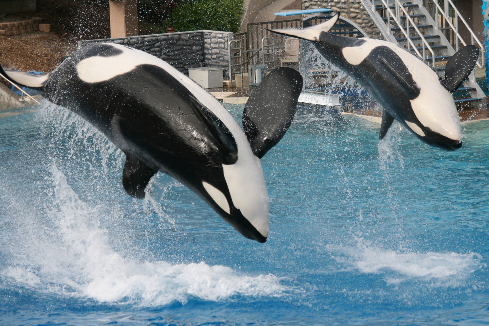 Sea World Shamu Show / Orca's.