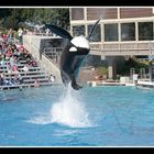 Sea World today