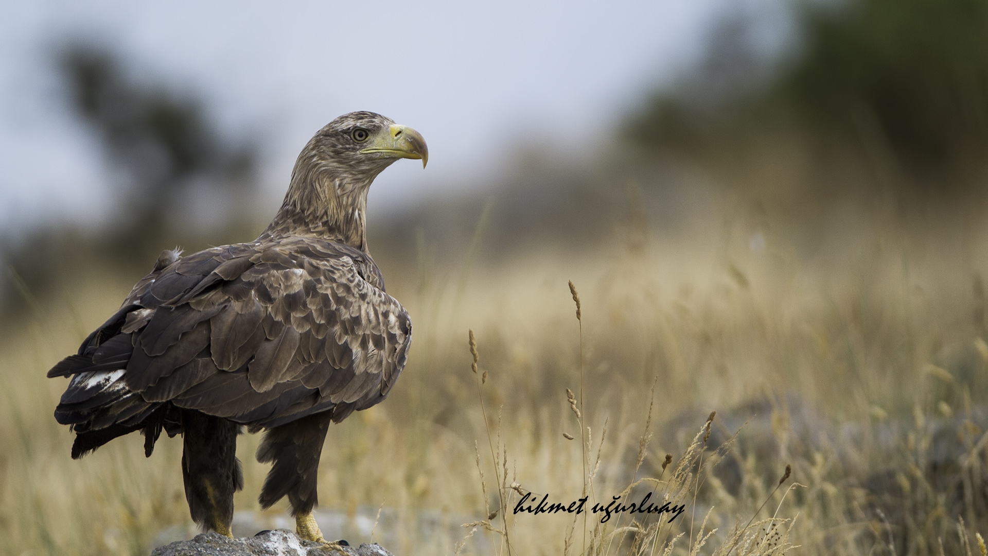 Seaadler