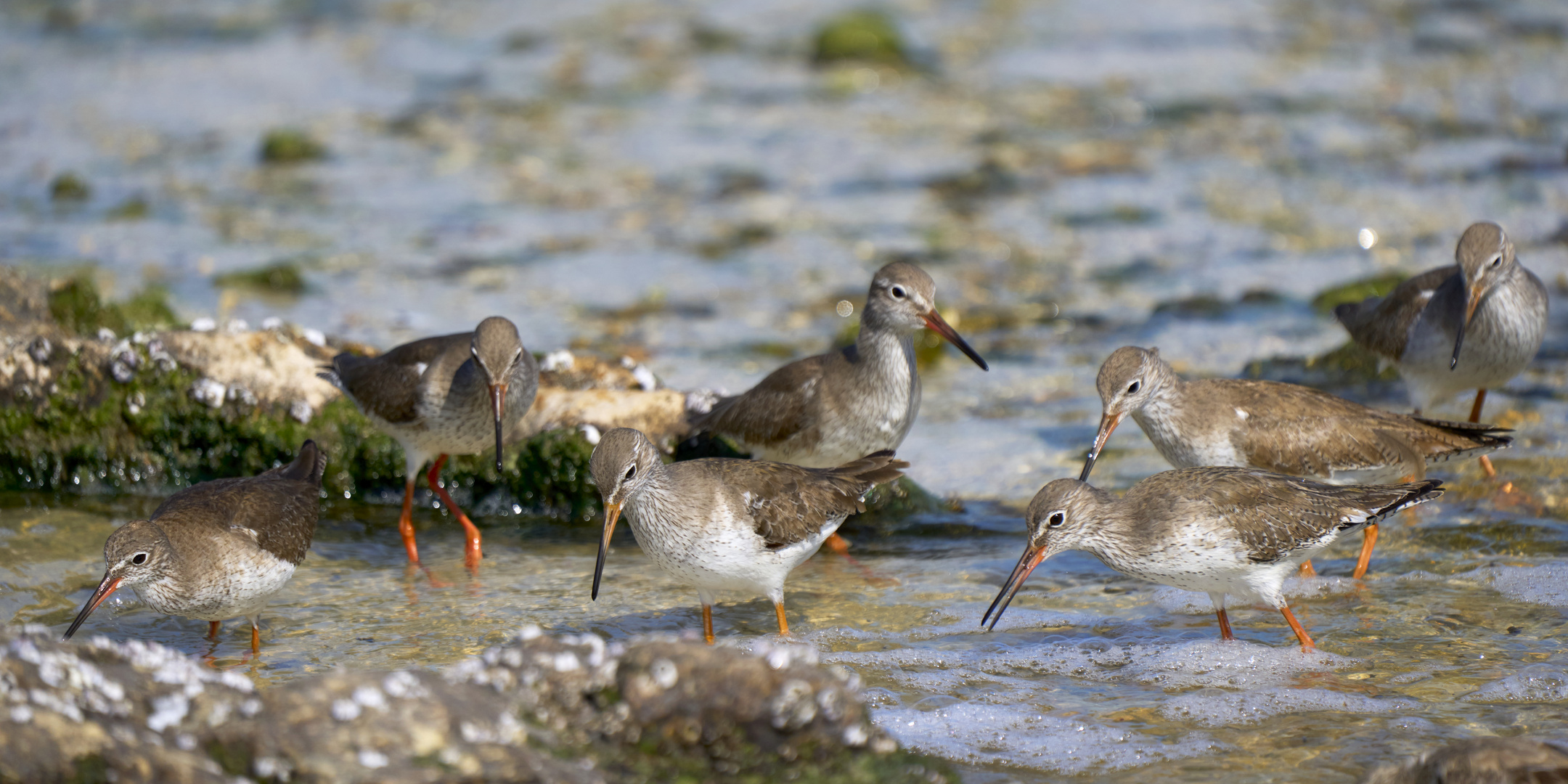 Seabirds