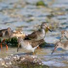 Seabirds