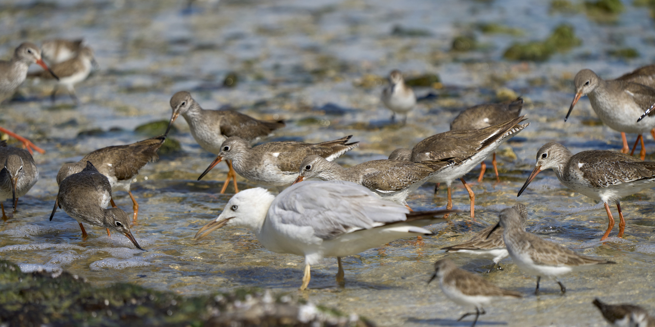 Seabirds