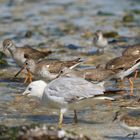 Seabirds
