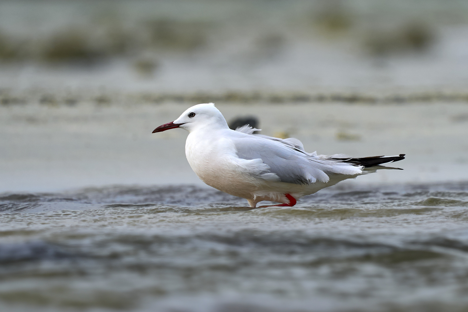 Seabirds