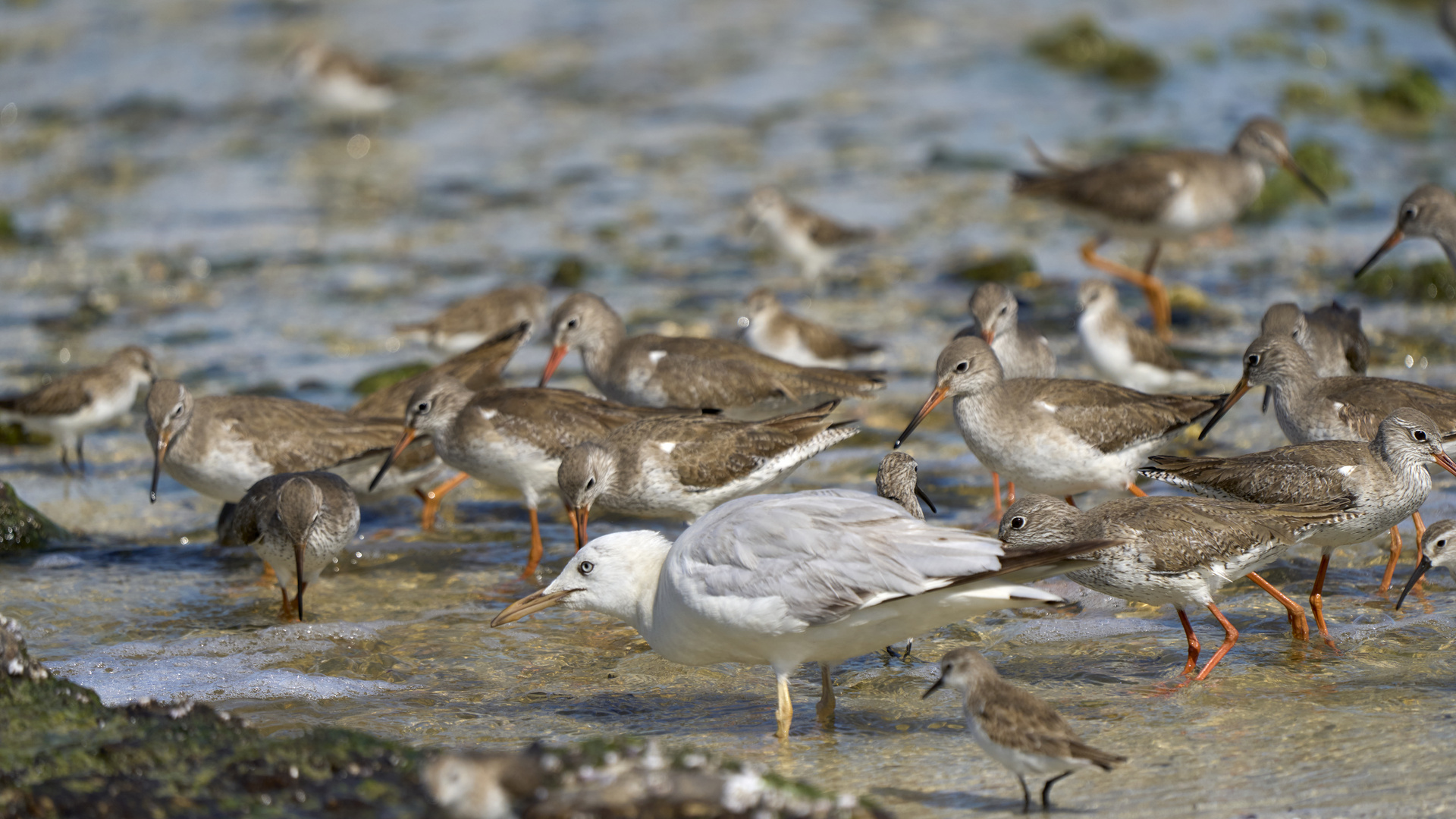 Seabirds