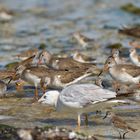 Seabirds