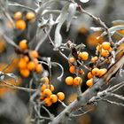 seabuckthorn