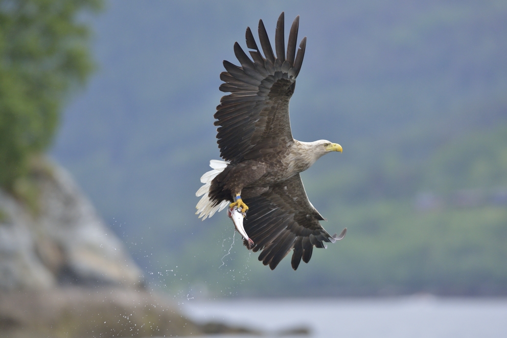 Seadler am Romsdalfjord (Norwegen)_1