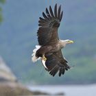 Seadler am Romsdalfjord (Norwegen)_1