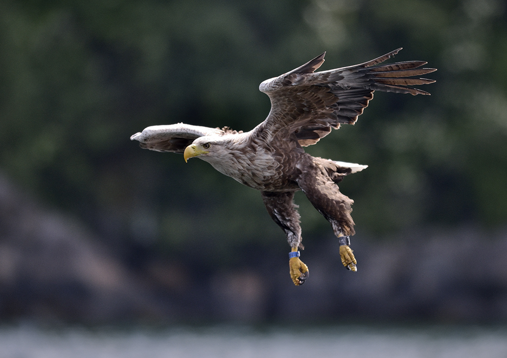 Seadler am Romsdalfjord (Norwegen)_2