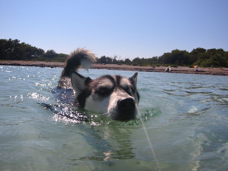 SeaDog