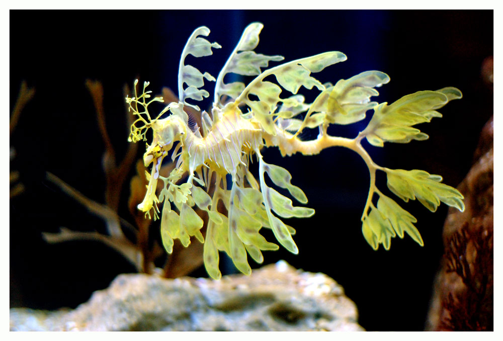 Seadragon 2