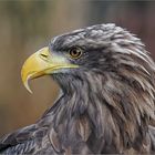 SeaEagle