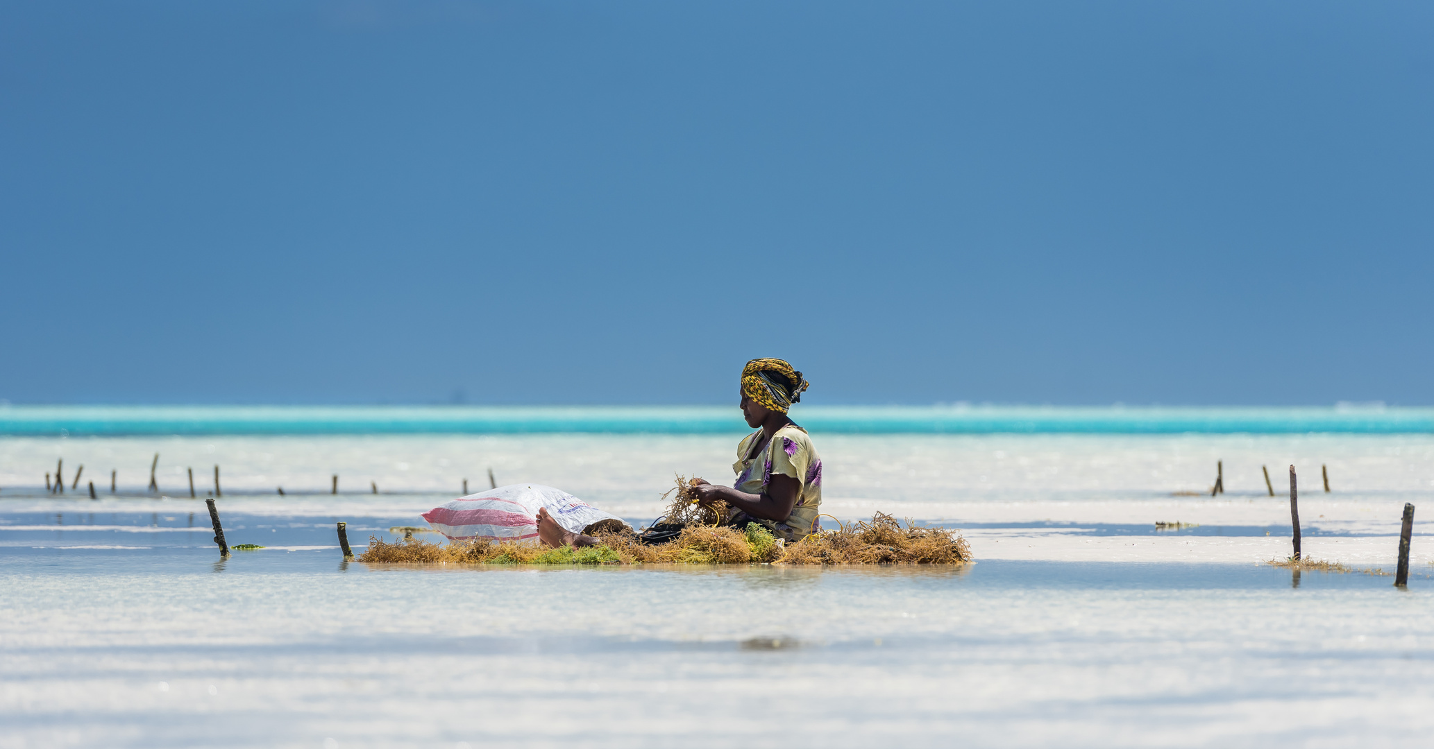 seagrass farm in Zanzibar