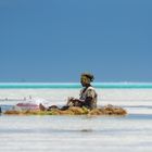 seagrass farm in Zanzibar