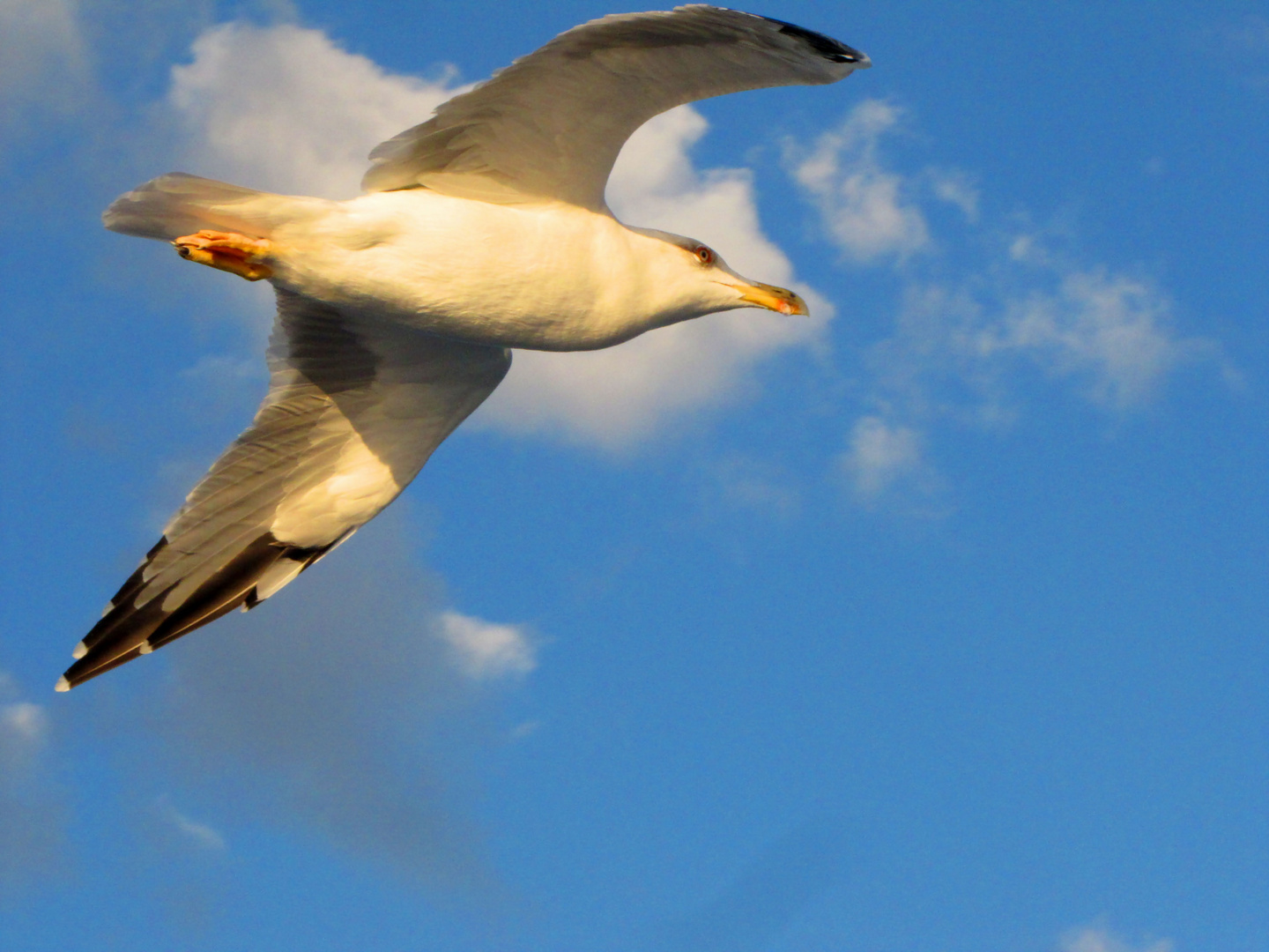 SEAGUL AIRLINES.......