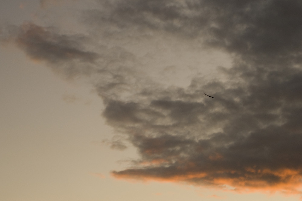 Seagul and Sky