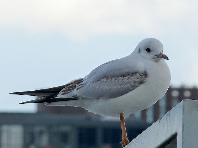 Seagul