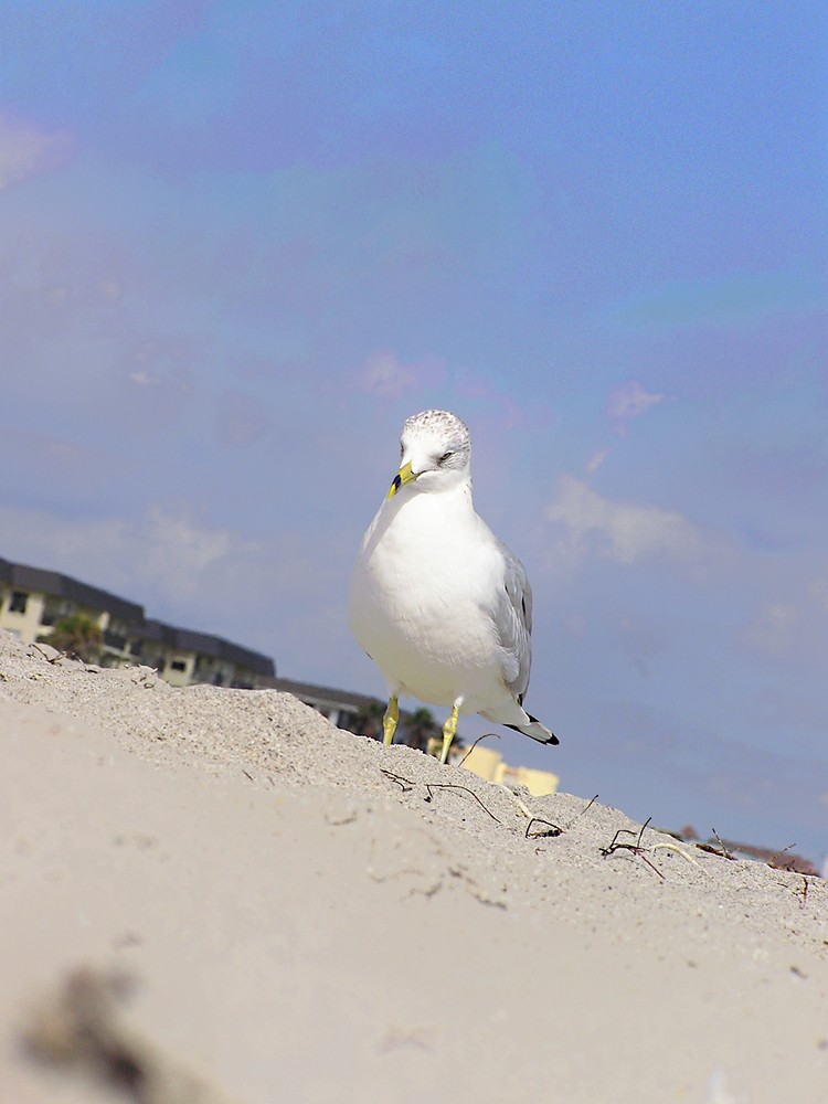 Seagul