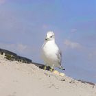 Seagul