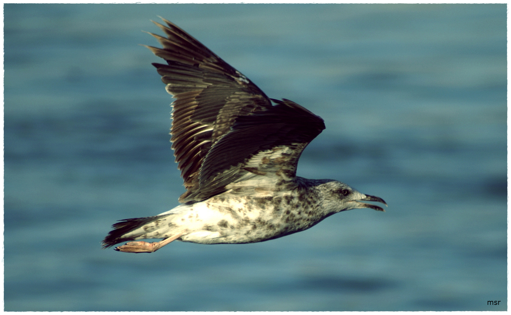 Seagul flying